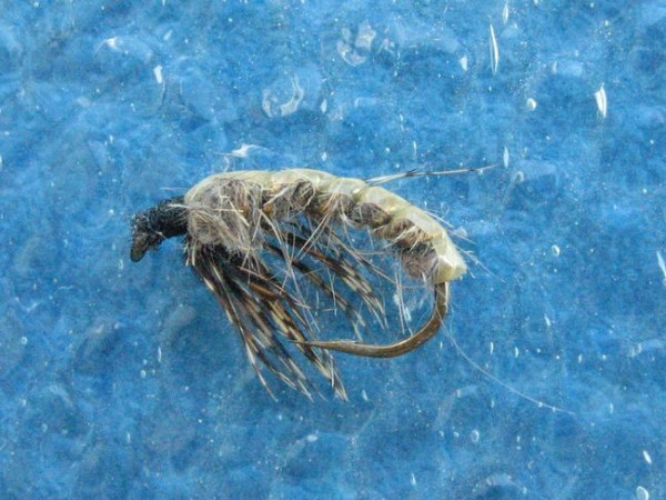 Hydropsyche Pupa