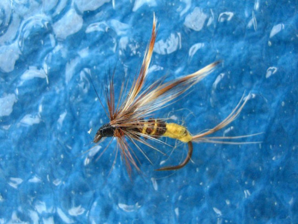 Stone Fly