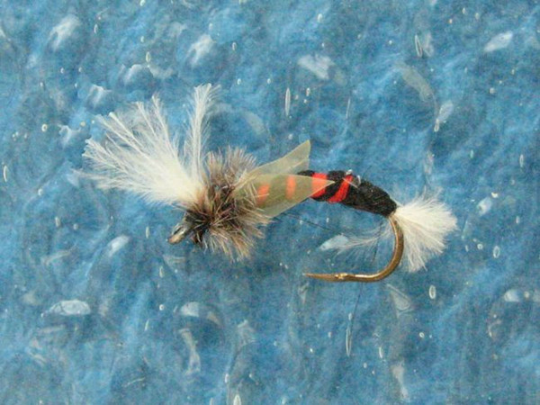 Ascending Midge Pupa