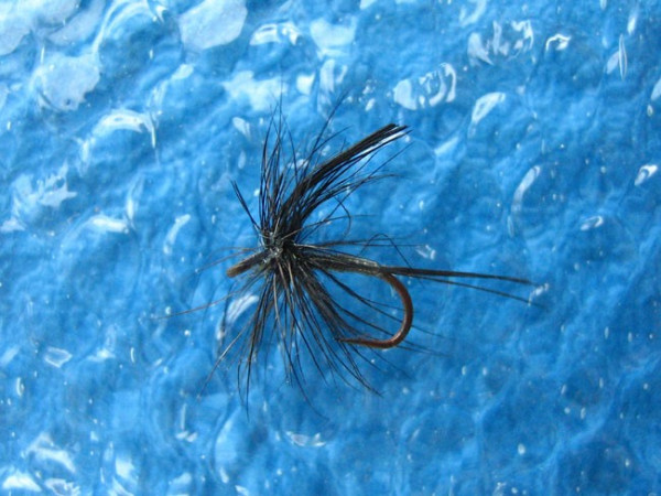 Black Gnat